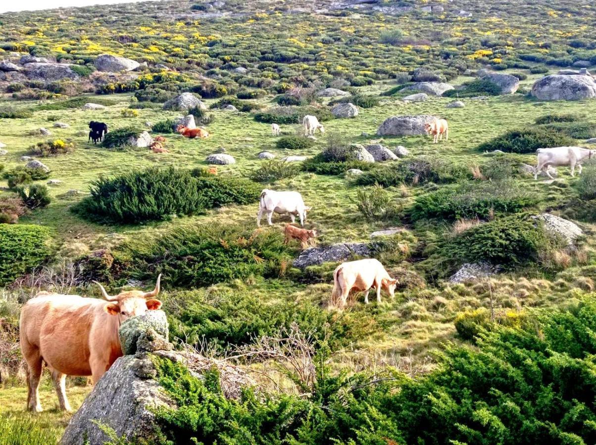 Navaquesera Mirador De Gredos Ávila Dış mekan fotoğraf